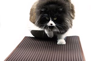 Переконувати кота не розкидувати наповнювач чи замовити килимок для котячого лотка? Обираємо найефективніший спосіб зберегти оселю чистою.