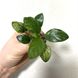 Анубіаси Пінто Anubias Pinto зелений лист (проброс)