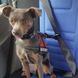 Карабин для собак на ремень безопасности в авто Truelove